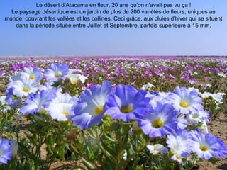 Le désert d’Atacama en fleur, 20 ans qu’on n’avait pas vu ça !
Le paysage désertique est un jardin de plus de 200 variétés de fleurs, uniques au
monde, couvrant les vallées et les collines. Ceci grâce, aux pluies d'hiver qui se situent
dans la période située entre Juillet et Septembre, parfois supérieure à 15 mm.
 