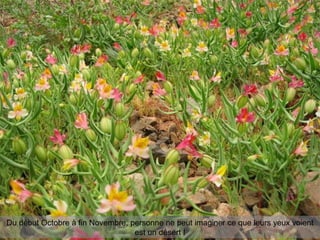 Du début Octobre à fin Novembre, personne ne peut imaginer ce que leurs yeux voient
est un désert !
 