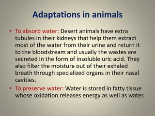 Adaptations in animals
• To absorb water: Desert animals have extra
tubules in their kidneys that help them extract
most of the water from their urine and return it
to the bloodstream and usually the wastes are
secreted in the form of insoluble uric acid. They
also filter the moisture out of their exhaled
breath through specialized organs in their nasal
cavities.
• To preserve water: Water is stored in fatty tissue
whose oxidation releases energy as well as water.
 