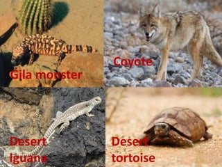 Gila monster
Coyote
Desert
Iguana
Desert
tortoise
 