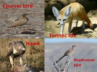 Courser bird
Fennec fox
Hawk
Roadrunner
bird
 