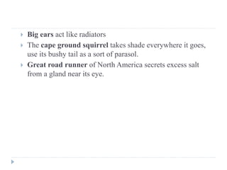  Big ears act like radiators
 The cape ground squirrel takes shade everywhere it goes,
use its bushy tail as a sort of parasol.
 Great road runner of North America secrets excess salt
from a gland near its eye.
 