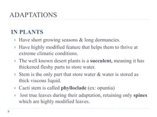 ADAPTATIONS
IN PLANTS
 Have short growing seasons & long dormancies.
 Have highly modified feature that helps them to thrive at
extreme climatic conditions.
 The well known desert plants is a succulent, meaning it has
thickened fleshy parts to store water.
 Stem is the only part that store water & water is stored as
thick viscous liquid.
 Cacti stem is called phylloclade (ex: opuntia)
 lost true leaves during their adaptation, retaining only spines
which are highly modified leaves.
 