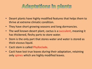 • Desert plants have highly modified features that helps them to
thrive at extreme climatic condition.
• They have short growing seasons and long dormancies.
• The well known desert plant, cactus is a succulent, meaning it
has thickened, fleshy parts to store water.
• Stem is the only part that stores water and water is stored as
thick viscous liquid.
• Cacti stem is called Phylloclade.
• Cacti have lost true leaves during their adaptation, retaining
only spines which are highly modified leaves.
 