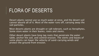 FLORA OF DESERTS
Desert plants cannot use so much water at once, and the desert soil
cannot absorb all of it. Most of the water runs off, carrying away the
soil particles.
Most deserts plants are drought or salt tolerant, such as Xerophytes.
Some store water in their leaves, roots and stems.
Other desert plants have long tap roots that penetrate the water
table, anchor the soil, and control erosion. The stems and leaves of
some plants can lower the velocity of sand-carrying winds and
protect the ground from erosion.
 