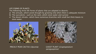 LIFE FORMS OF PLANTS
The following three life forms of plants that are adapted to deserts:
a) The annuals, which avoid drought by growing only when there is adequate moisture
b) The succulents- such as the cacti, which store water and survive
c) The desert shrubs- which have numerous branches with small but thick leaves to
store water.
PRICKLY PEAR CACTUS (Opuntia) GHOST PLANT (Graptopetalum
paraguayense)
 