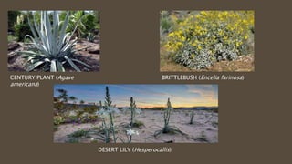 CENTURY PLANT (Agave
americana)
BRITTLEBUSH (Encelia farinosa)
DESERT LILY (Hesperocallis)
 