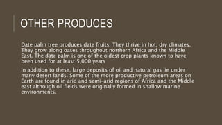 OTHER PRODUCES
Date palm tree produces date fruits. They thrive in hot, dry climates.
They grow along oases throughout northern Africa and the Middle
East. The date palm is one of the oldest crop plants known to have
been used for at least 5,000 years
In addition to these, large deposits of oil and natural gas lie under
many desert lands. Some of the more productive petroleum areas on
Earth are found in arid and semi-arid regions of Africa and the Middle
east although oil fields were originally formed in shallow marine
environments.
 