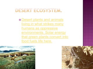  Desert  plants and animals
 living in what strikes many
 humans as oppressive
 environments. Solar energy
 that green plants convert into
 food fuels life here.
 