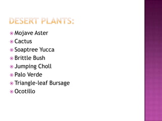  Mojave   Aster
 Cactus
 Soaptree  Yucca
 Brittle Bush
 Jumping Choll
 Palo Verde
 Triangle-leaf Bursage
 Ocotillo
 