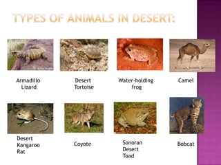 Armadillo   Desert     Water-holding   Camel
  Lizard    Tortoise       frog




Desert
Kangaroo    Coyote      Sonoran        Bobcat
Rat                     Desert
                        Toad
 
