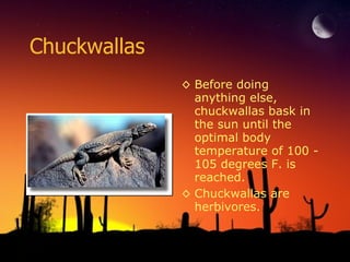 Chuckwallas Before doing anything else, chuckwallas bask in the sun until the optimal body temperature of 100 - 105 degrees F. is reached. Chuckwallas are herbivores. 