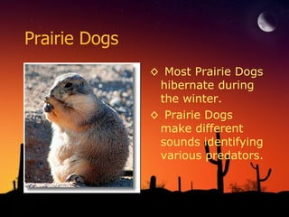 Prairie Dogs Most Prairie Dogs hibernate during the winter. Prairie Dogs make different sounds identifying various predators. 