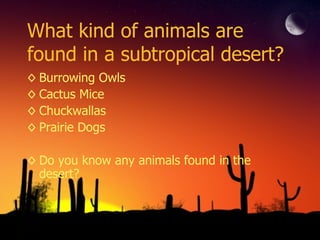 What kind of animals are found in a subtropical desert? Burrowing Owls Cactus Mice Chuckwallas Prairie Dogs Do you know any animals found in the desert? 