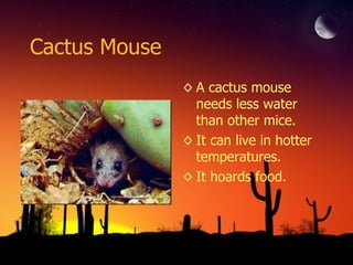 Cactus Mouse A cactus mouse needs less water than other mice. It can live in hotter temperatures. It hoards food. 