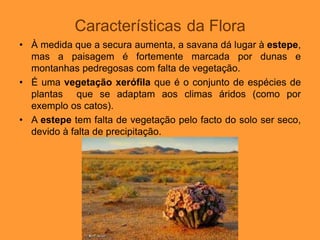 Características da Flora
• À medida que a secura aumenta, a savana dá lugar à estepe,
mas a paisagem é fortemente marcada por dunas e
montanhas pedregosas com falta de vegetação.
• É uma vegetação xerófila que é o conjunto de espécies de
plantas que se adaptam aos climas áridos (como por
exemplo os catos).
• A estepe tem falta de vegetação pelo facto do solo ser seco,
devido à falta de precipitação.
 