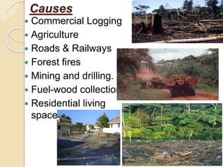 Causes
 Commercial Logging
 Agriculture
 Roads & Railways
 Forest fires
 Mining and drilling.
 Fuel-wood collection
 Residential living
space.
 