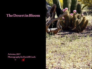 TheDesertinBloom
Arizona,2017
PhotographybyDavidRLuck
©
 