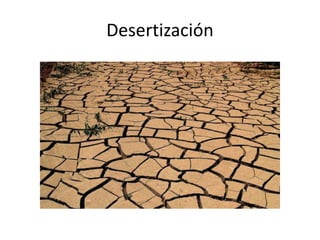 Desertización
 