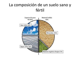 La composición de un suelo sano y
fértil
 