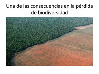 Una de las consecuencias en la pérdida
de biodiversidad
 