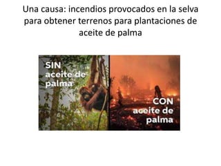 Una causa: incendios provocados en la selva
para obtener terrenos para plantaciones de
aceite de palma
 