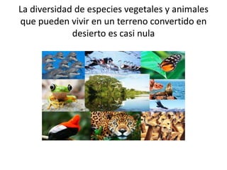 La diversidad de especies vegetales y animales
que pueden vivir en un terreno convertido en
desierto es casi nula
 