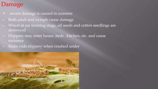 Damage
 severe damage is caused in summer
 Both adult and nymph cause damage
 Wheat at ear forming stage, oil seeds and cotton seedlings are
destroyed
 Hoppers may enter house ,beds , kitchen, etc. and cause
nuisance
 Make rods slippery when crushed under
 