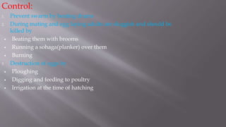 Control:
1. Prevent swarm by beating drums
2. During mating and egg laying adults are sluggish and should be
killed by
 Beating them with brooms
 Running a sohaga(planker) over them
 Burning
3 Destruction of eggs by
 Ploughing
 Digging and feeding to poultry
 Irrigation at the time of hatching
 