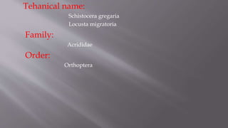 Tehanical name:
Schistocera gregaria
Locusta migratoria
Family:
Acrididae
Order:
Orthoptera
 