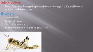 Introduction:
 Desert locus is polymorphic species show morphological color and behavior
variation in different types
Example
 Color of body
 Length of wings
 Shape of pronotum
 Existence is either a solitary or gregarious
 