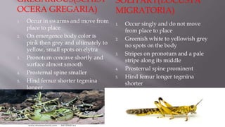 GREGARIOUS(SCHIST
OCERA GREGARIA)
SOLITARY(LOCUSTA
MIGRATORIA)
1. Occur in swarms and move from
place to place
2. On emergence body color is
pink then grey and ultimately to
yellow, small spots on elytra
3. Pronotum concave shortly and
surface almost smooth
4. Prosternal spine smaller
5. Hind femur shorter tegmina
longer
6. Body size smaller
7. Move in bands
1. Occur singly and do not move
from place to place
2. Greenish white to yellowish grey
no spots on the body
3. Stripes on pronotum and a pale
stripe along its middle
4. Prosternal spine prominent
5. Hind femur longer tegmina
shorter
6. Body size robust
7. Solitary life
 