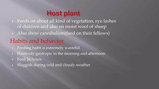  Feeds on about all kind of vegetation, eye lashes
of children and also on moist wool of sheep
 Also show cannibalism(feed on their fellows)
Habits and behavior
 Feeding habit is extremely wasteful
 Positively geotropic in the morning and afternoon
 Feed 24 hours
 Sluggish during cold and cloudy weather
 
