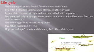 Life cycle
 There mating on ground last for few minutes to many hours
 Under field condition , immediately after mating they lay eggs
 Eggs are laid in clusters in light soil in a hole drilled with ovipositor
 Polygamy and polyandry(a pattern of mating in which an animal has more than one
mate )are common
 The area of egg can be recognized by holes
 Incubation period is 2_3 weeks
 Hoppers undergo 5 moults and there may be 2_4 broods in a year
 