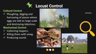 Desert Locust.pptx
