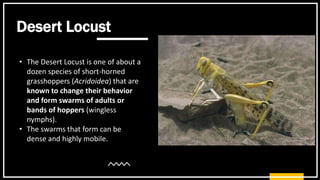 Desert Locust.pptx