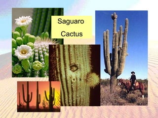 Saguaro  Cactus 