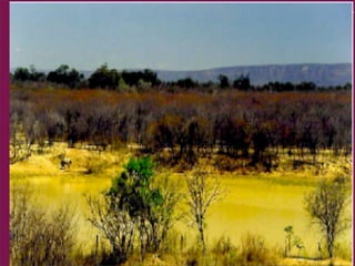 ufma.2010

Vegetaçào no Semi-
      Árido
 