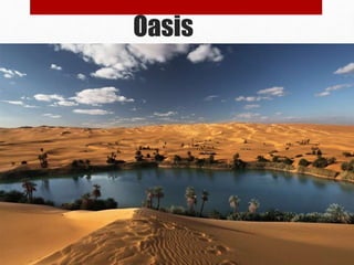 Oasis
 
