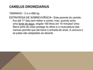 CAMELUS DROMEDARIUS
TAMANHO - 2 m e 690 kg
ESTRATÉGIA DE SOBREVIVÊNCIA - Este parente do camelo
fica até 17 dias sem beber e comer, mas, quando acha
uma fonte de água, engole 100 litros em 10 minutos! Uma
fileira extra de cílios protege os olhos e a musculatura das
narinas permite que ele barre a entrada de areia. A corcova e
as patas são adaptadas ao deserto
 