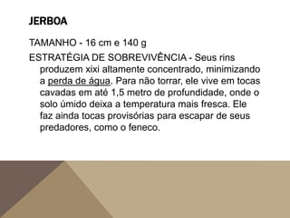 JERBOA
TAMANHO - 16 cm e 140 g
ESTRATÉGIA DE SOBREVIVÊNCIA - Seus rins
produzem xixi altamente concentrado, minimizando
a perda de água. Para não torrar, ele vive em tocas
cavadas em até 1,5 metro de profundidade, onde o
solo úmido deixa a temperatura mais fresca. Ele
faz ainda tocas provisórias para escapar de seus
predadores, como o feneco.
 