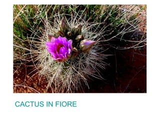 CACTUS IN FIORE 
 