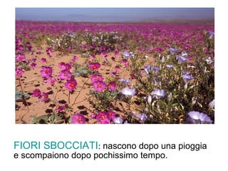 FIORI SBOCCIATI: nascono dopo una pioggia 
e scompaiono dopo pochissimo tempo. 
 