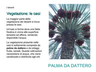 I deserti 
VVeeggeettaazziioonnee:: llee ooaassii 
La maggior parte della 
vegetazione dei deserti si trova 
presso le oasi. 
Un'oasi si forma dove una falda 
freatica è vicina alla superficie 
terrestre ed affiora, rendendo 
disponibile l’acqua. 
La vegetazione presente nelle 
oasi è solitamente composta da 
palme da dattero e da ortaggi, 
frutta, cereali. Queste coltivazioni 
necessitano di acqua, che viene 
canalizzata e distribuita agli orti. 
PALMA DA DATTERO 
 