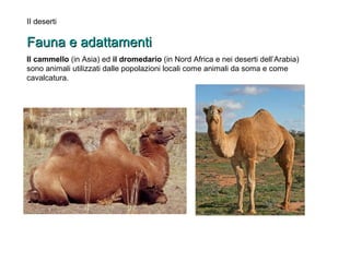 II deserti 
FFaauunnaa ee aaddaattttaammeennttii 
Il cammello (in Asia) ed il dromedario (in Nord Africa e nei deserti dell’Arabia) 
sono animali utilizzati dalle popolazioni locali come animali da soma e come 
cavalcatura. 
 