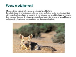 FFaauunnaa ee aaddaattttaammeennttii 
Il fennec è una piccola volpe che vive nel deserto del Sahara. 
Durante il giorno rimane nascosta nella sua tana e preferisce uscire la notte, quando è 
più fresco. Il colore del pelo le consente di mimetizzarsi con la sabbia; la parte inferiore 
delle zampe è ricoperta di pelo per proteggerle dal calore del terreno; le orecchie sono 
molto grandi e funzionano come radiatori per disperdere il calore. 
 