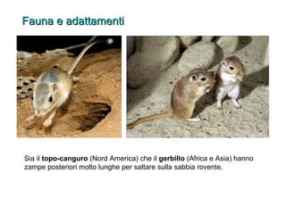 FFaauunnaa ee aaddaattttaammeennttii 
Sia il topo-canguro (Nord America) che il gerbillo (Africa e Asia) hanno 
zampe posteriori molto lunghe per saltare sulla sabbia rovente. 
 