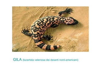 GILA (lucertola velenosa dei deserti nord-americani) 
 