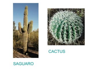 CACTUS 
SAGUARO 
 
