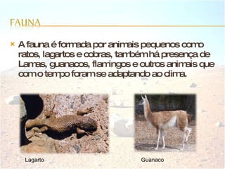 A fauna é formada por animais pequenos como ratos, lagartos e cobras, também há presença de Lamas, guanacos, flamingos e outros animais que com o tempo foram se adaptando ao clima. Lagarto Guanaco 